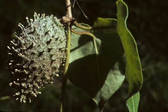 Image of Matelea maritima (Jacq.) Woodson