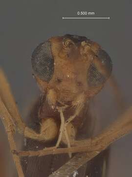 Image of Meteorus fumipennis Muesebeck 1923