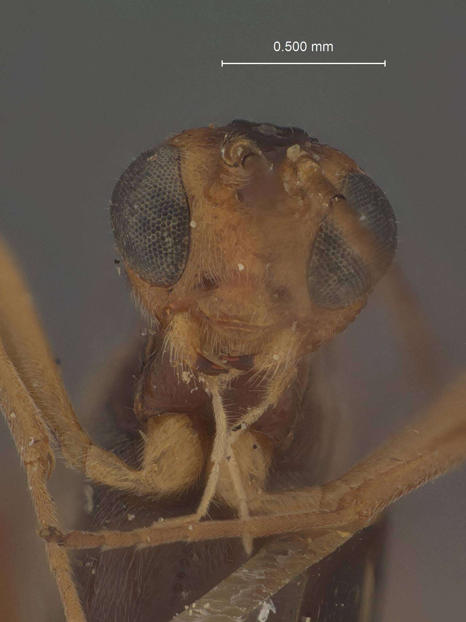 Plancia ëd Meteorus fumipennis Muesebeck 1923