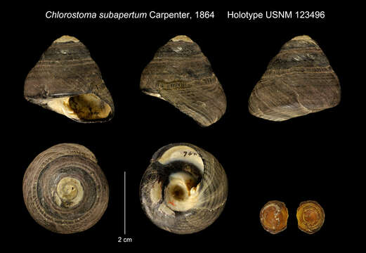 Chlorostoma Swainson 1840 resmi