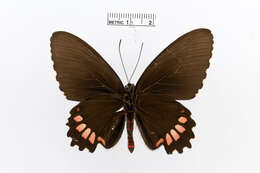 Image of Parides erithalion (Boisduval 1836)