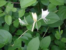 Image of Japanese honeysuckle