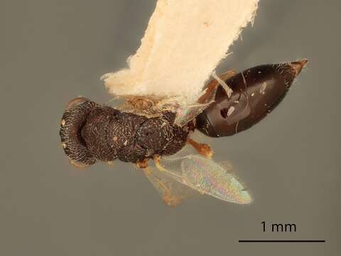 Image of Eurytomocharis pascuorum Bugbee 1966