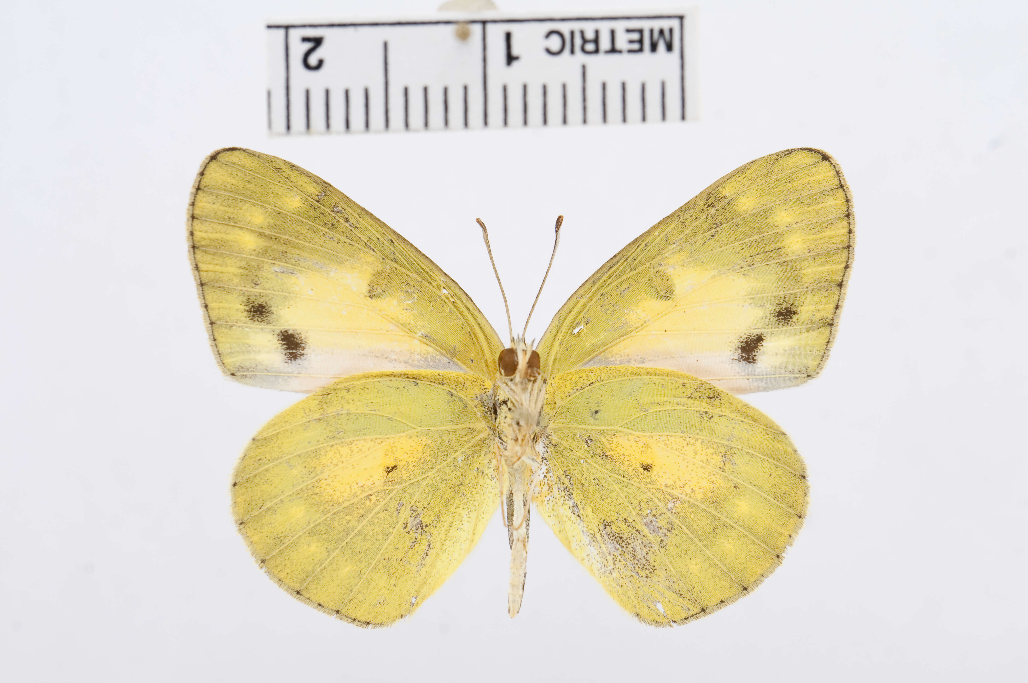 Colotis amata (Fabricius 1775)的圖片