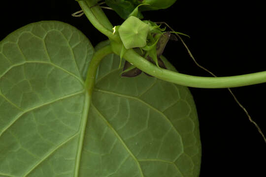 Image de Matelea cyclophylla (Standl.) R. F. Woodson