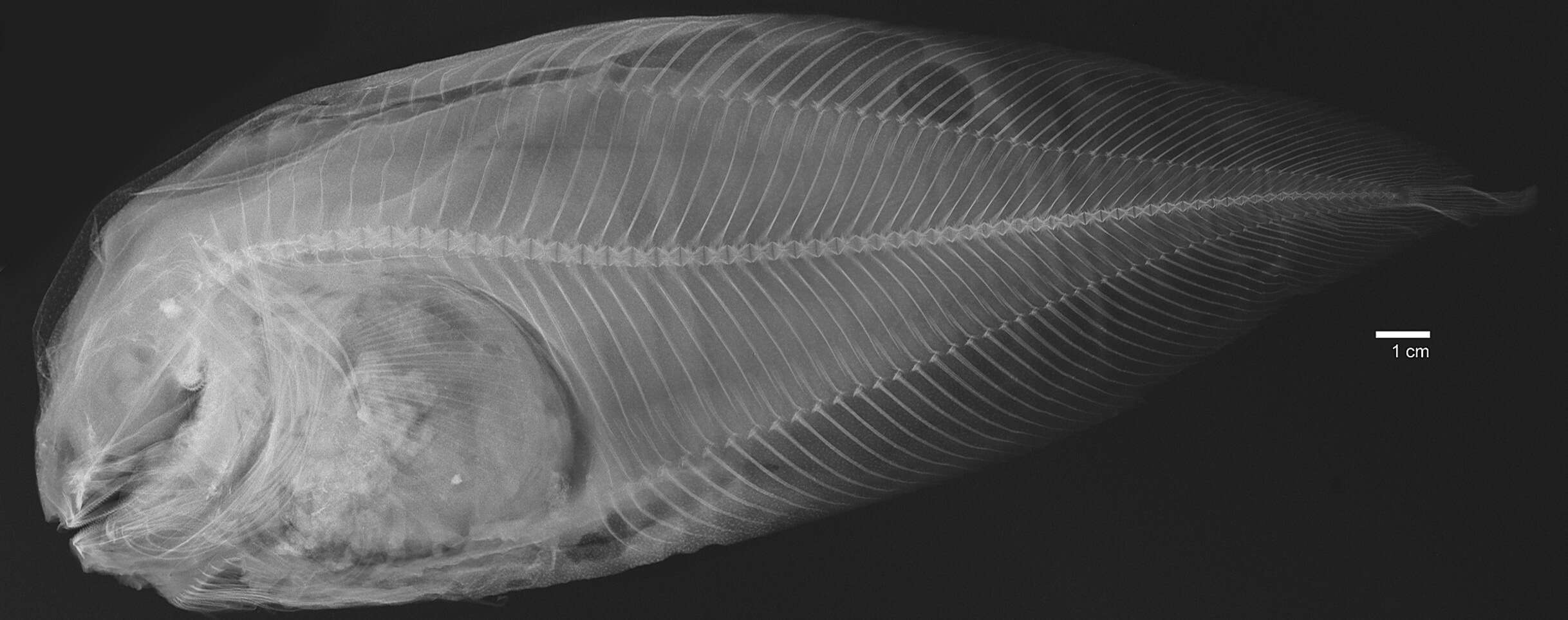 Image of Salmon snailfish