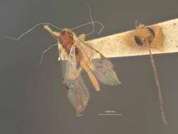 Image of Stictopisthus floridanus Dasch 1971
