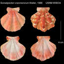 صورة Mirapecten cranmerorum (T. R. Waller 1986)