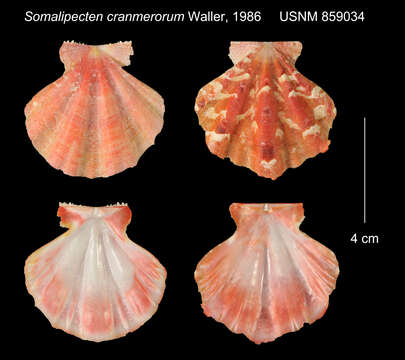 صورة Mirapecten cranmerorum (T. R. Waller 1986)