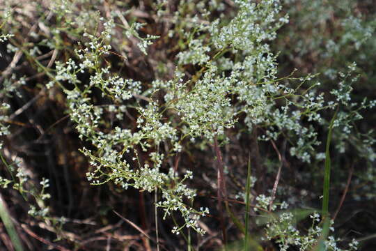 Image de Polygonella polygama (Vent.) Engelm. & Gray