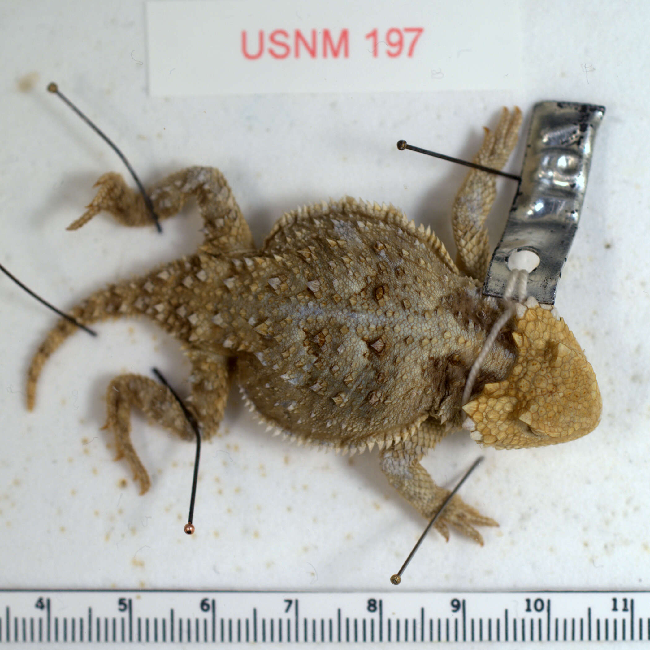 Image of Greater Short-horned Lizard