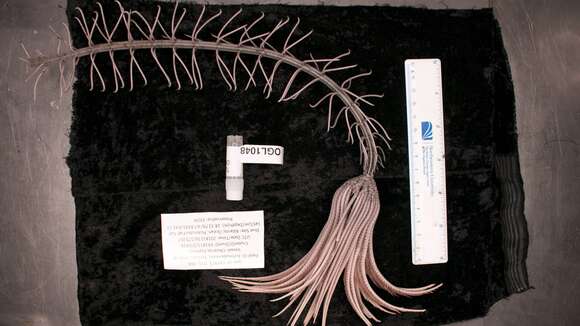 Слика од Endoxocrinus subgen. Endoxocrinus AH Clark 1908