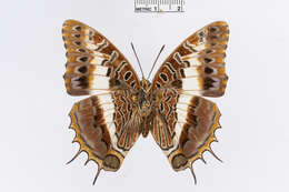 Image of Charaxes andara Ward 1873