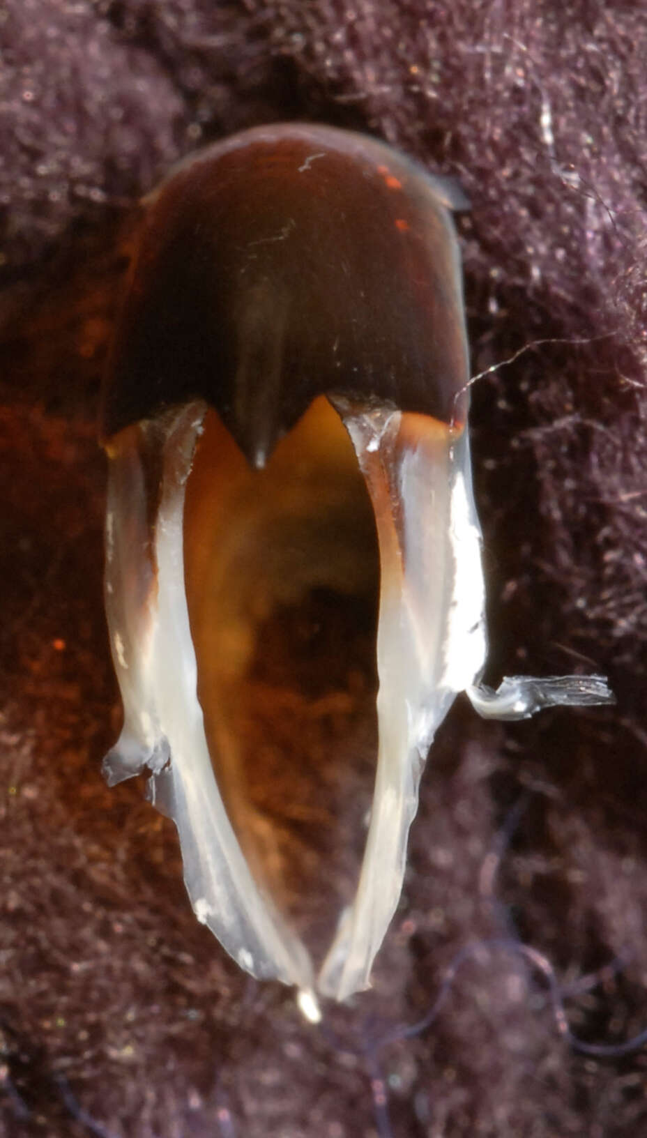 Image of Coffee bean scaled squid