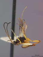 Image of Orgilus cinctus Muesebeck 1970