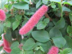 Image of Acalypha pendula C. Wright ex Griseb.