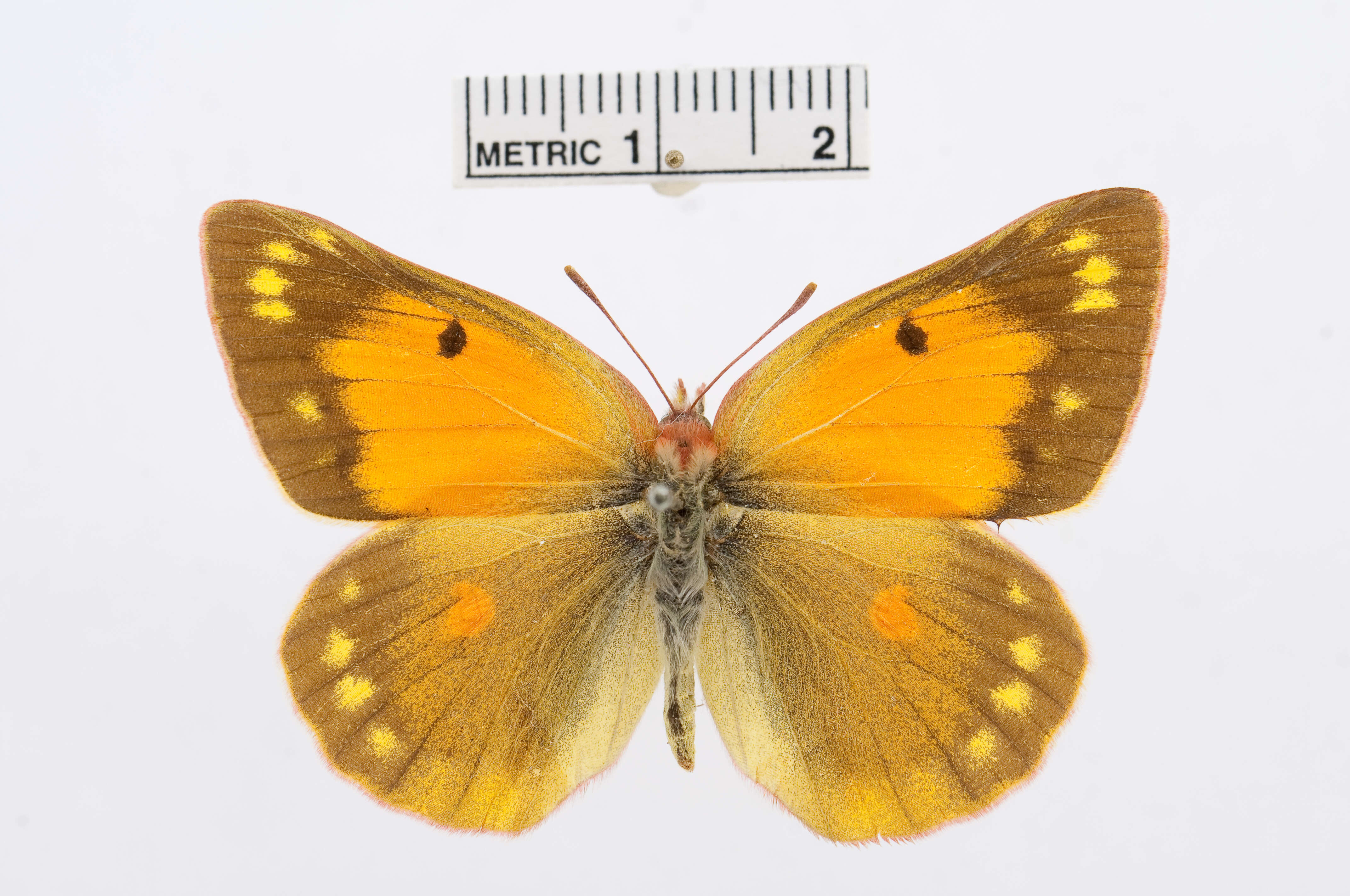 Image of Colias staudingeri Alphéraky 1881