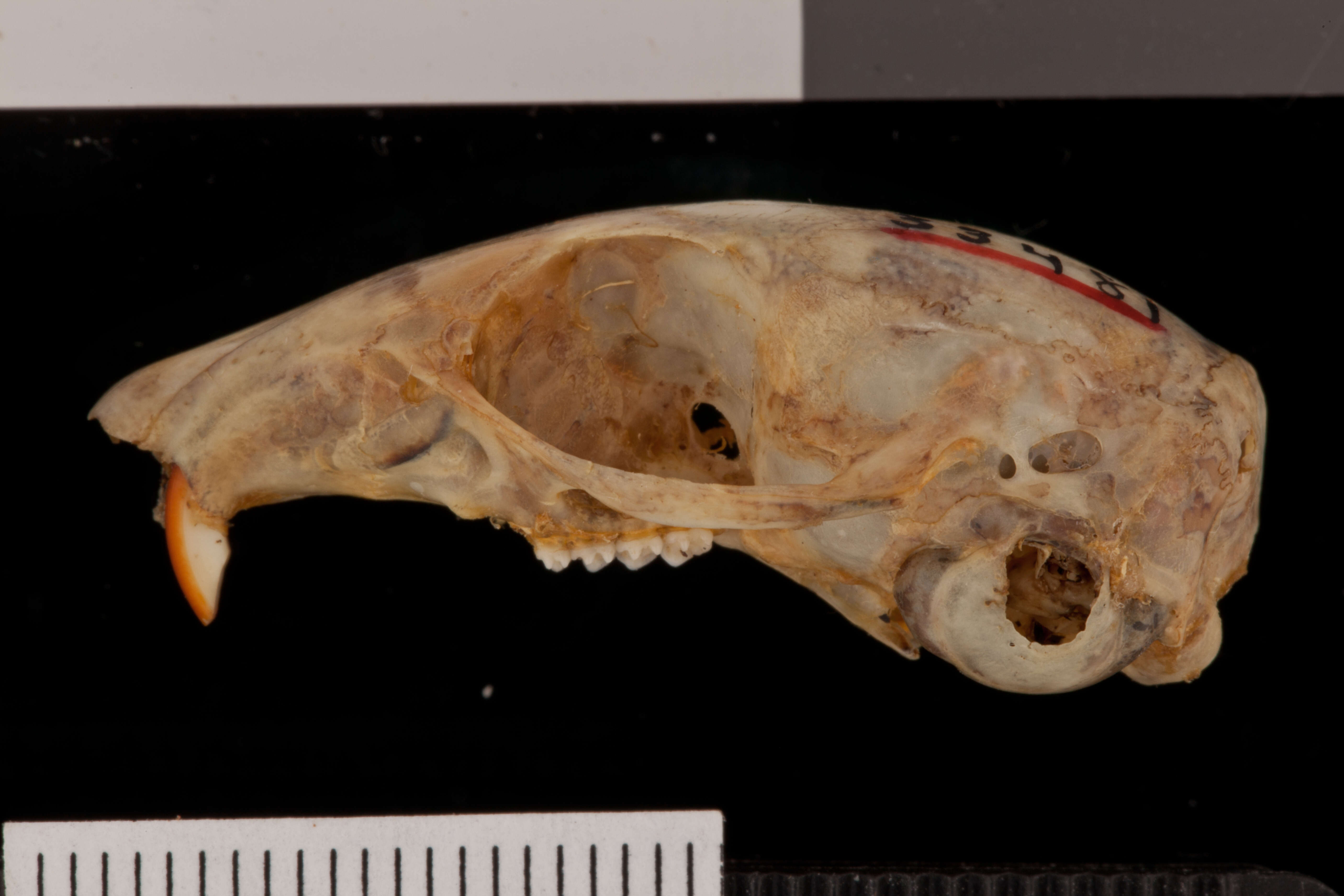 Image of Palmer’s Chipmunk