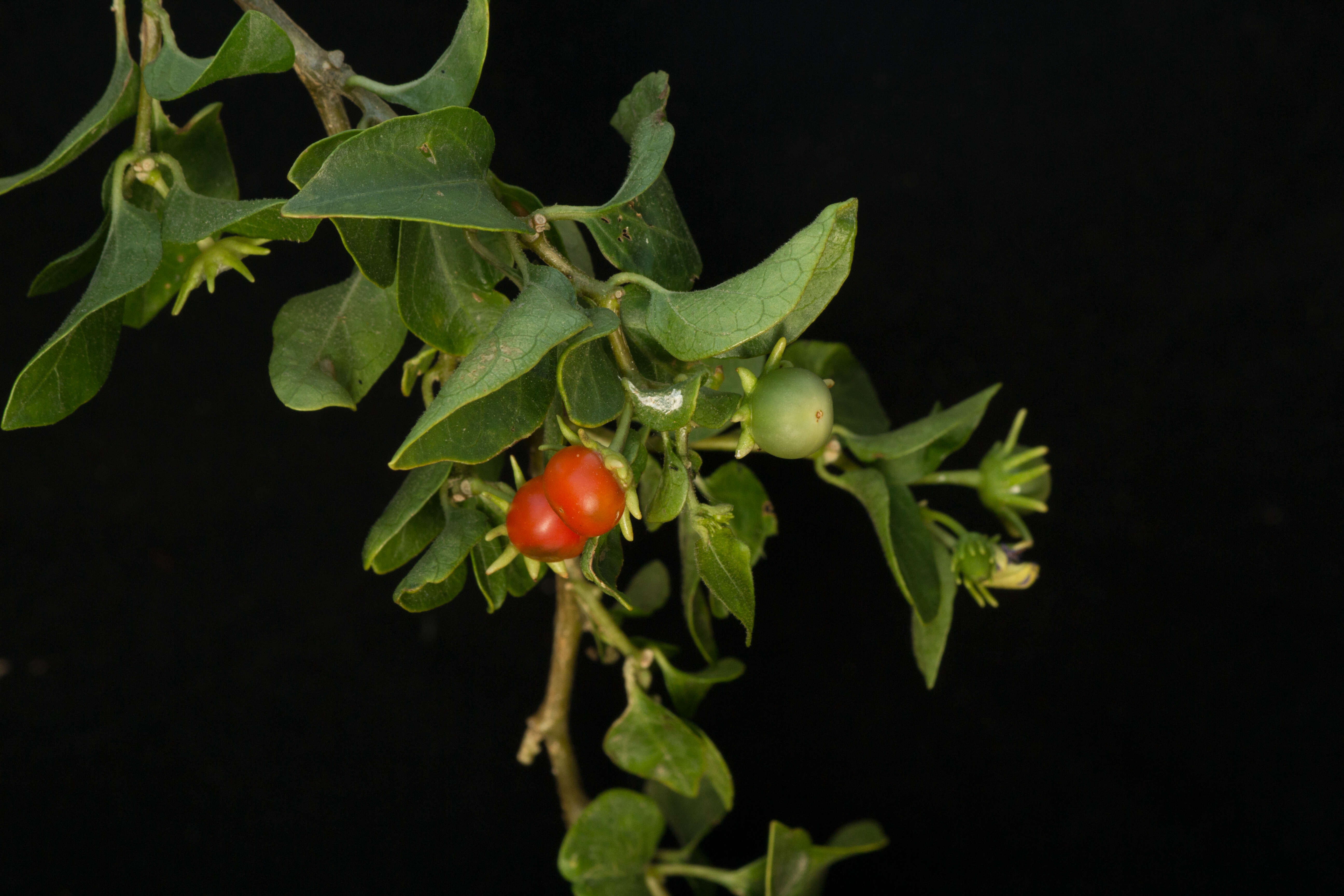 Image of Lycianthes lenta (Cav.) Bitter