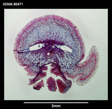 Image of Baseodiscus antarcticus Baylis 1915