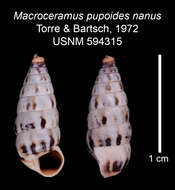 Imagem de Macroceramus pupoides nanus C. Torre & Bartsch 2008