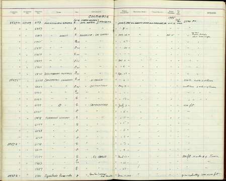 Formicarius analis griseoventris Aveledo & Ginés 1950 resmi