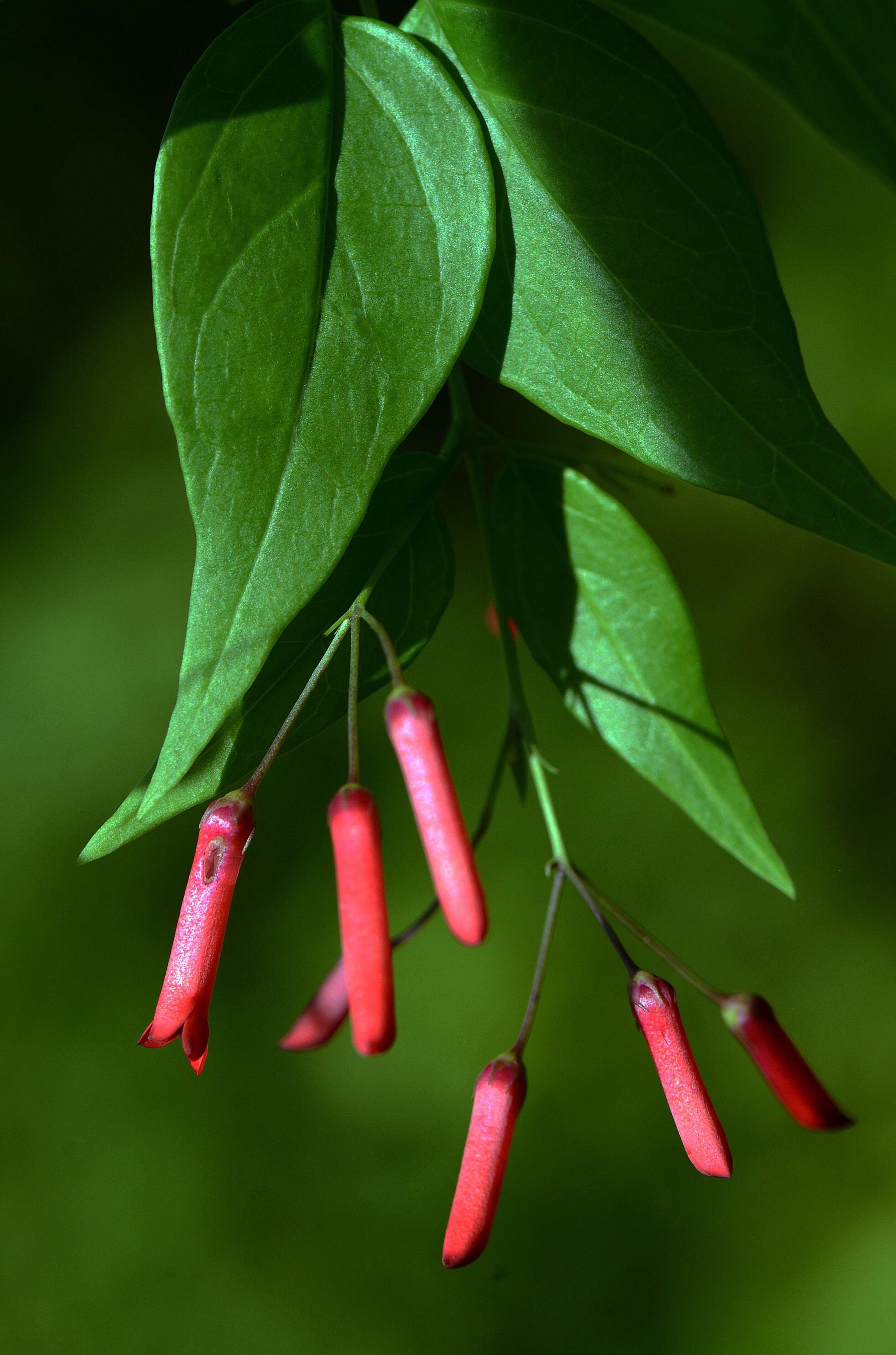 Russelia contrerasii B. L. Turner resmi