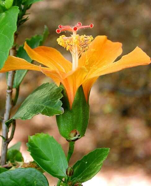 Image of Native Red Rose-Mallow