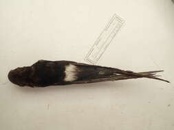 Image of Horus Swift