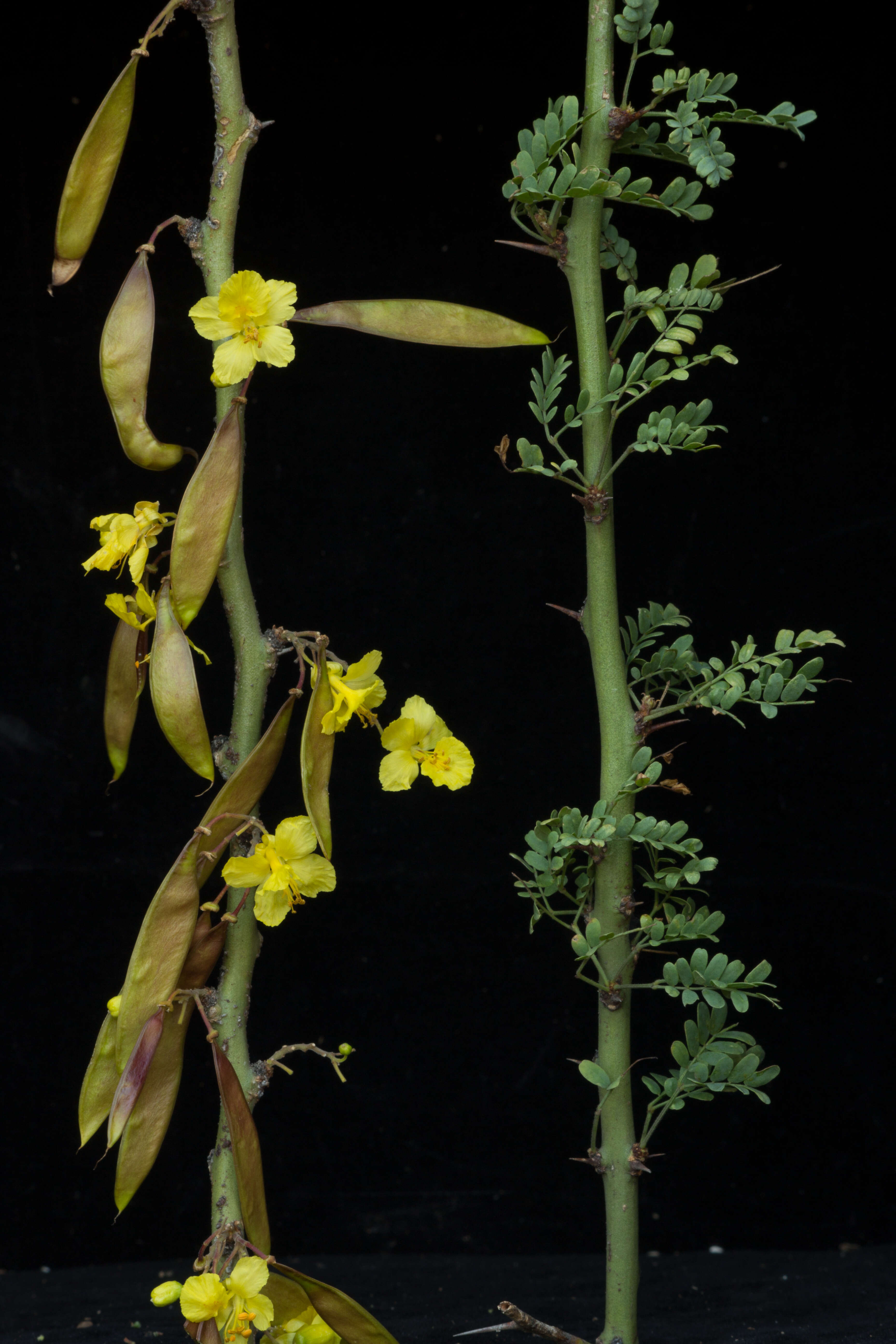 Image of Parkinsonia praecox (Ruiz & Pav.) Hawkins