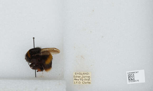 Image of Bombus terrestris audax (Harris 1776)