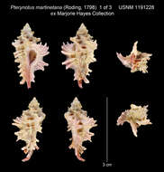 Image of Pterynotus martinetanus (Röding 1798)