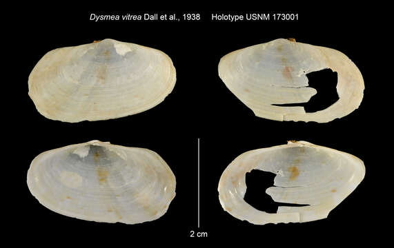 Image of Gari occidens (Gmelin 1791)