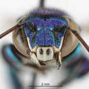 Image of Euglossa crassipunctata Moure 1968