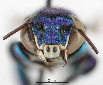 Image of Euglossa crassipunctata Moure 1968