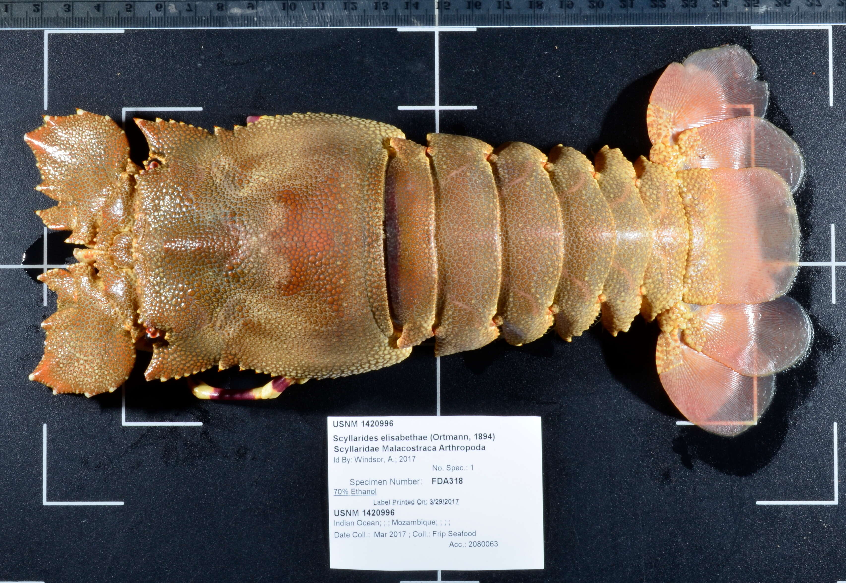 Image of Cape locust lobster