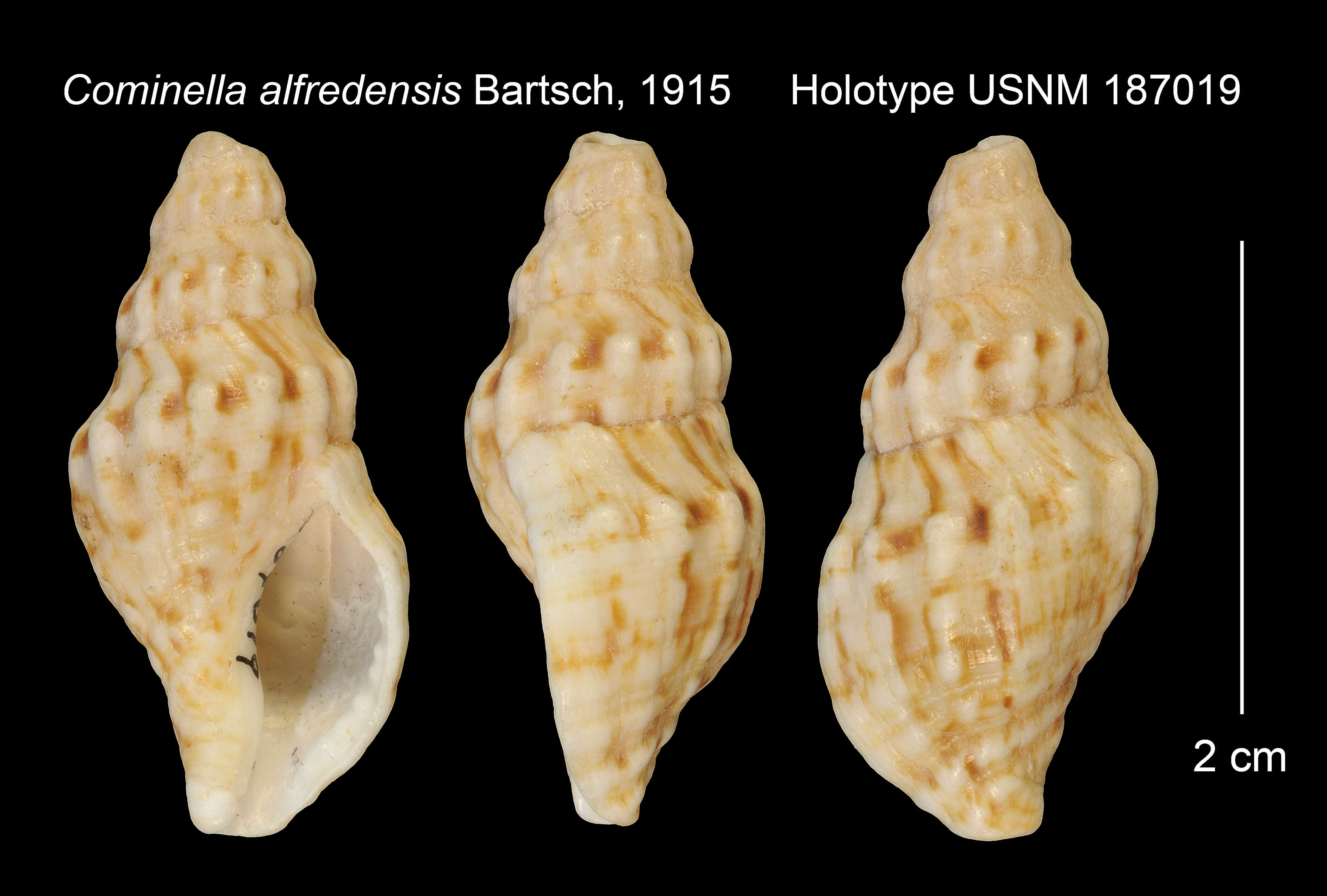 Image of Afrocominella capensis simoniana (Petit de la Saussaye 1852)