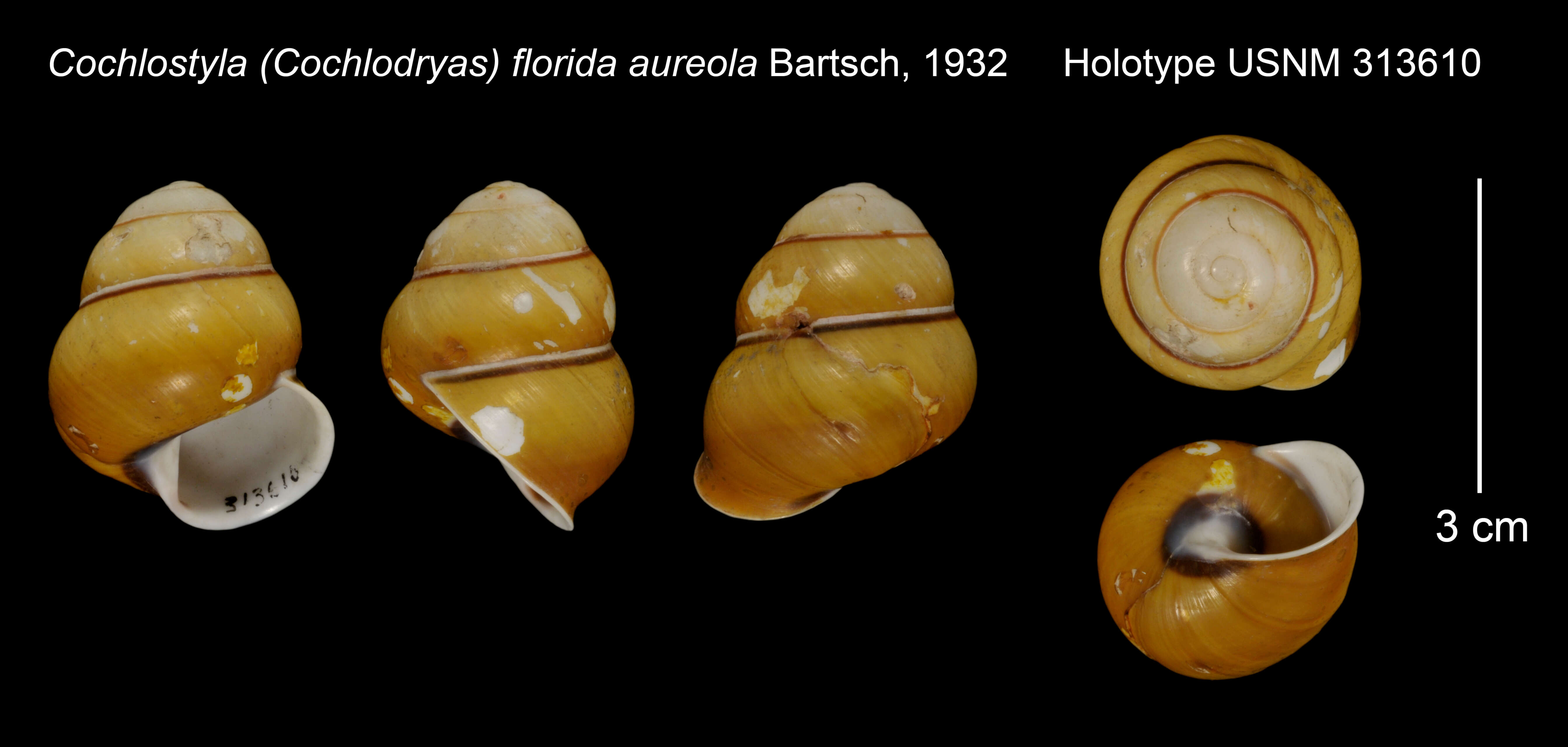 Image of Cochlostyla (Cochlodryas) florida aureola Bartsch