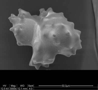 Image of Pleurocorallium niveum (Bayer 1956)