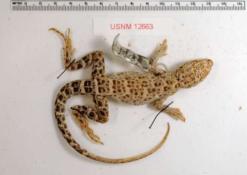 Image of Cope's leopard lizard