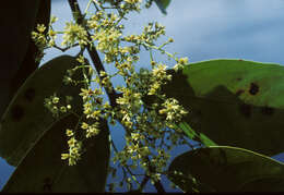 Image of Salacia impressifolia (Miers) A. C. Sm.