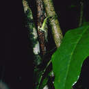 Image of Long-Leaf Aiea