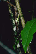 Image of Long-Leaf Aiea