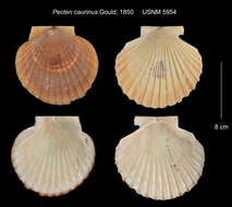 Image of giant Pacific scallop