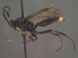 Barichneumon Thomson 1893 resmi