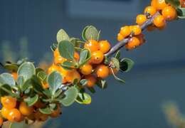 Image of alpine mirrorplant