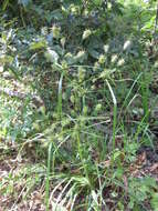 Image of Rough Flat Sedge