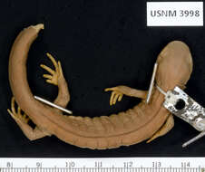 Image of Jefferson Salamander