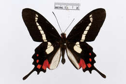 Image of Parides agavus (Drury 1782)