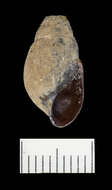 Image of Elimia cylindracea (Conrad 1834)